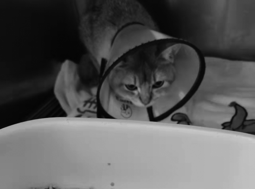 猫瘟变异多可怕？一周不到，送走我家两只猫!