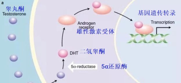 男性型脱发，看我这篇就够了