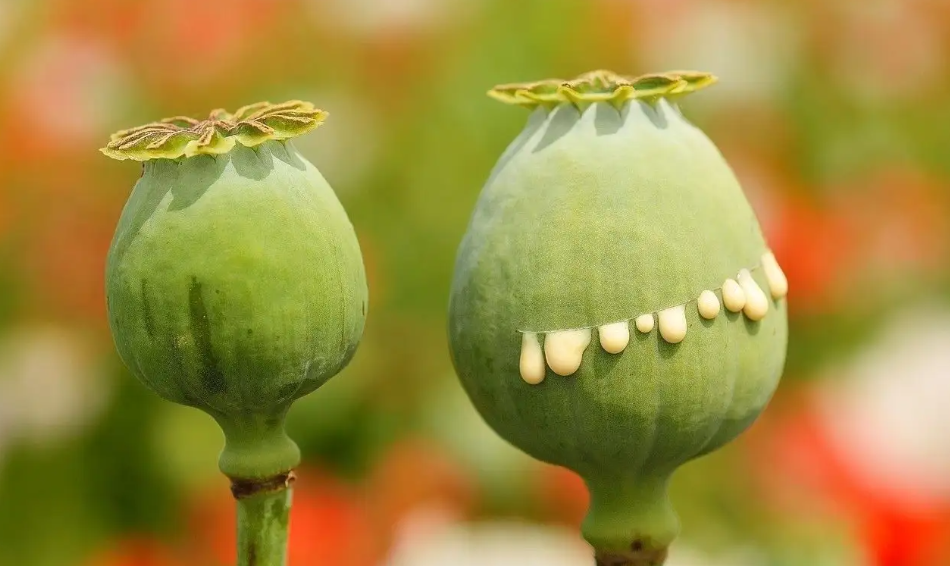 在权游世界中因此命名为"罂粟花奶"颜色纯白一种液体药品是用罂粟花提