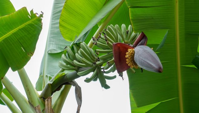 一种野菜对一种病 今年春天 不能再错过这些野菜 健康之路 微信公众号文章阅读 Wemp