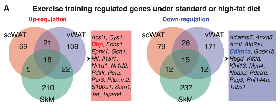 运动能对全身产生重大影响：MIT/哈佛团队绘制“运动减肥”的基因和细胞通路的图8