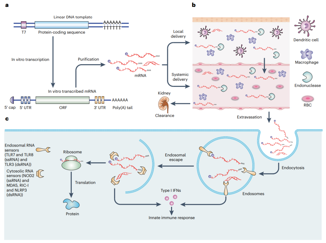 mRNA纳米药物全景解读：最新进展、挑战，临床转化及未来方向的图6