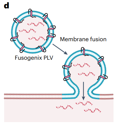 mRNA纳米药物全景解读：最新进展、挑战，临床转化及未来方向的图14