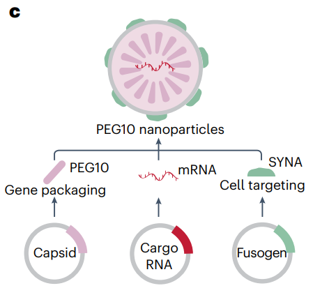 mRNA纳米药物全景解读：最新进展、挑战，临床转化及未来方向的图13