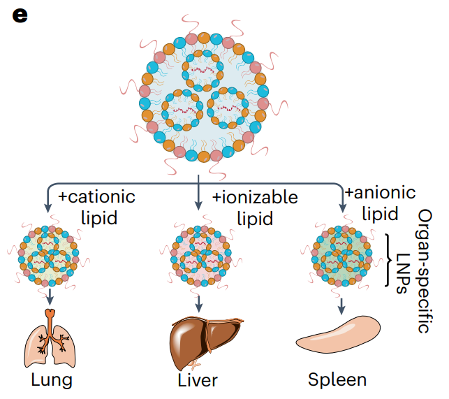 mRNA纳米药物全景解读：最新进展、挑战，临床转化及未来方向的图15