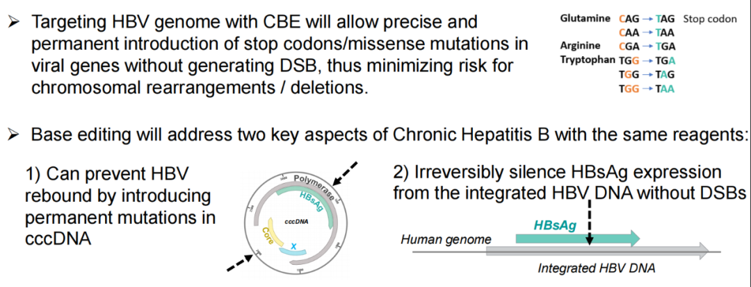 Beam发布首个体内多重碱基编辑治疗乙肝的实验数据，有望功能性治愈乙肝的图5
