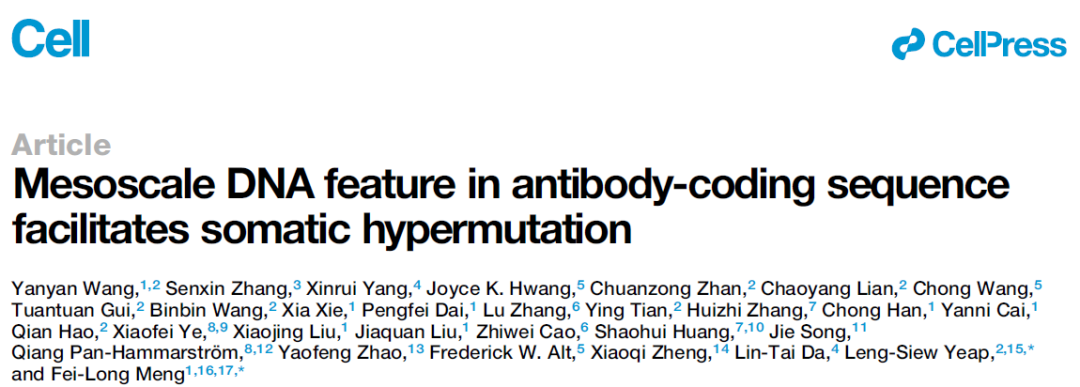 Cell：解决抗体研究40年难题，孟飞龙/叶菱秀团队揭示抗体基因DNA的“刚柔相济”，为开发超级抗体奠定基础的图3