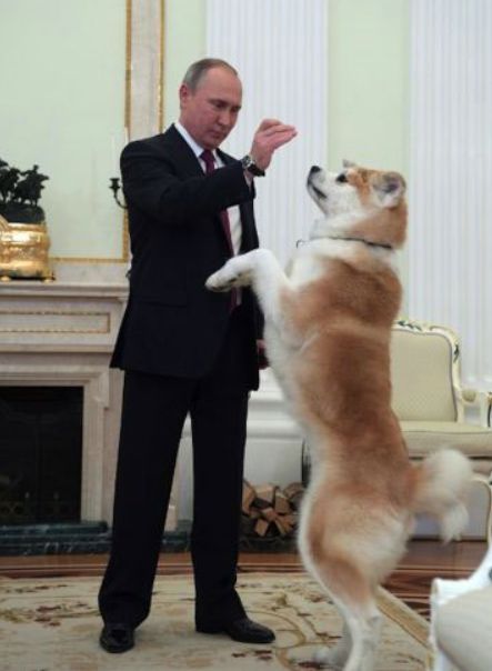 日本秋田犬在海外走红 中国饲养最多