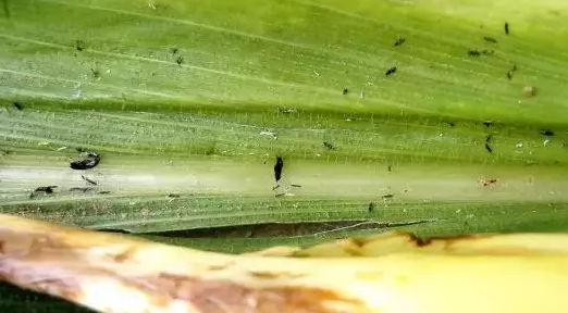 高温干旱 蓟马难治为害重 如何拿下 农技支持 六夫丁 400 6597 130