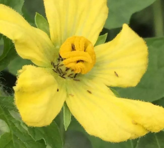 高温干旱 蓟马难治为害重 如何拿下 农技支持 六夫丁 400 6597 130