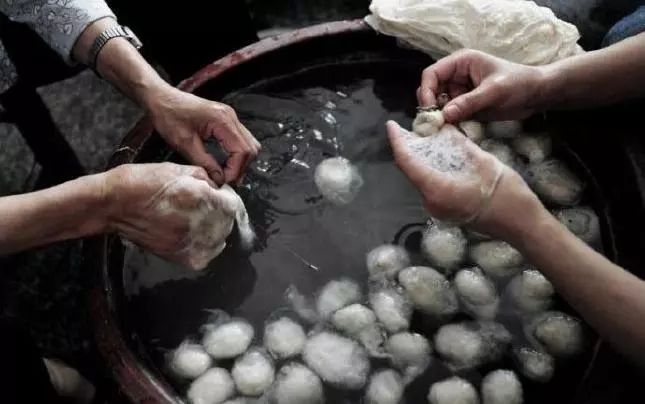 云纱故里①一条蚕在伦教走过的短暂又璀璨的一生