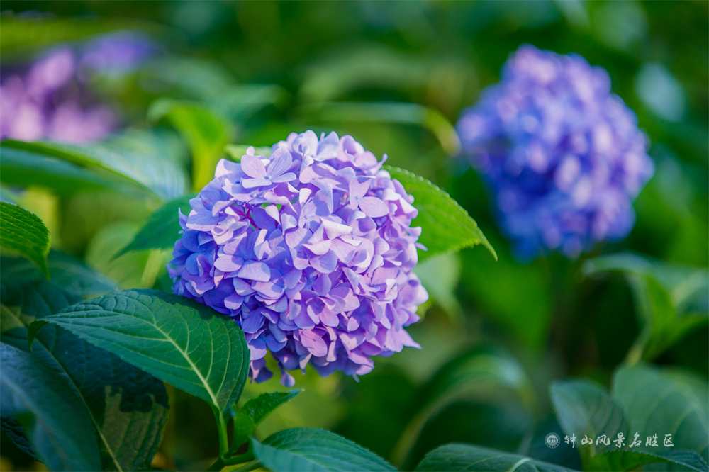 正是红稀绿暗时绣球花开无尽夏 南京钟山风景区 微信公众号文章 微小领