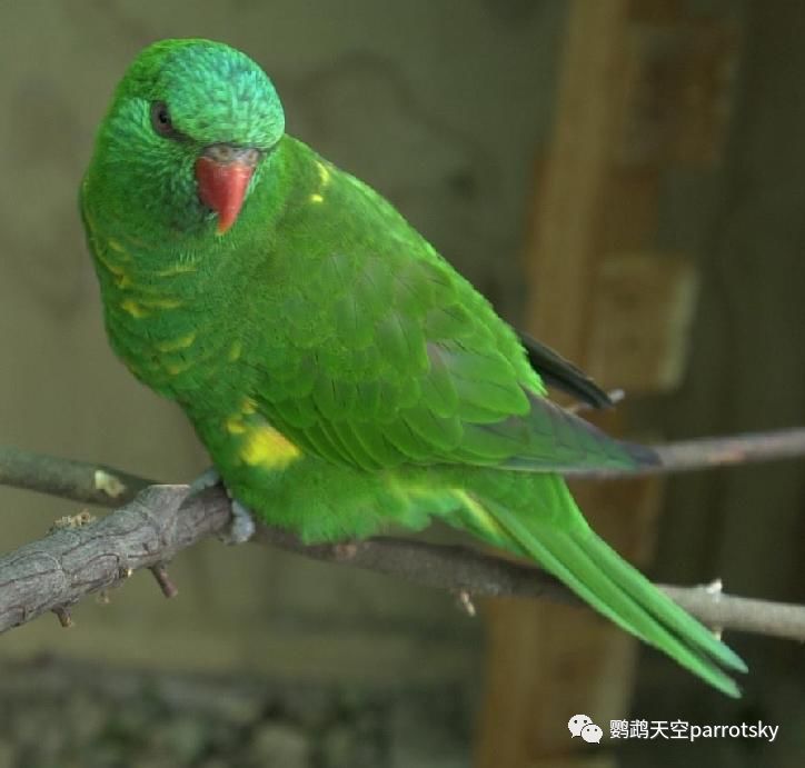 鳞胸吸蜜 Scaly Breasted Lorikeet 鹦鹉天空parrotsky 微信公众号文章阅读 Wemp