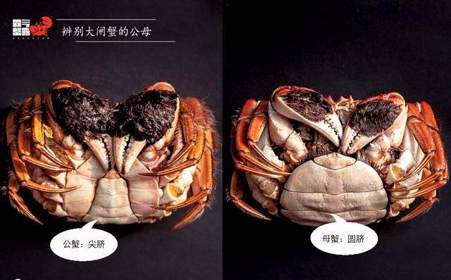 下面,小满就教你,在没有工具的情况下,也可以优雅地吃螃蟹!