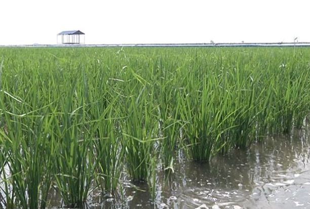 养殖泥鳅挣钱吗_致富经泥鳅养殖_致富养殖泥鳅图片