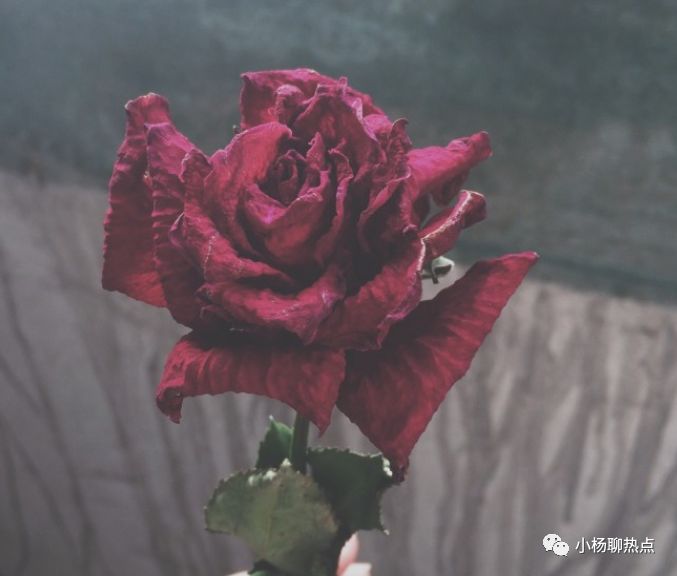 心理測試：你最喜歡哪一朵玫瑰幹花？測你愛情最大的隱患是什麼！ 星座 第1張