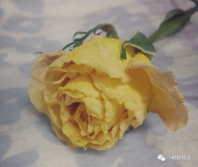 心理測試：你最喜歡哪一朵玫瑰幹花？測你愛情最大的隱患是什麼！ 星座 第2張