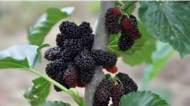 小编想应该非桑椹莫属,4月正是吃桑椹的大好时节.