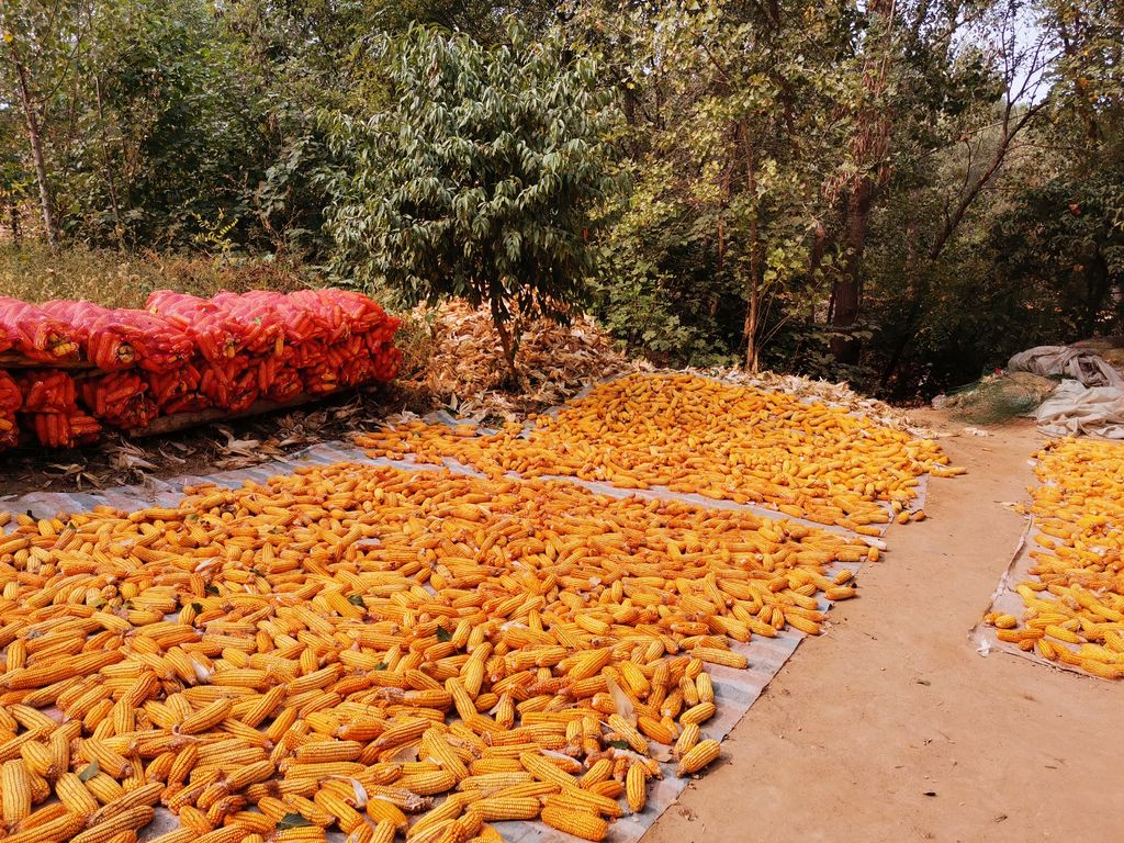 ��λص�12��֮ǰ��