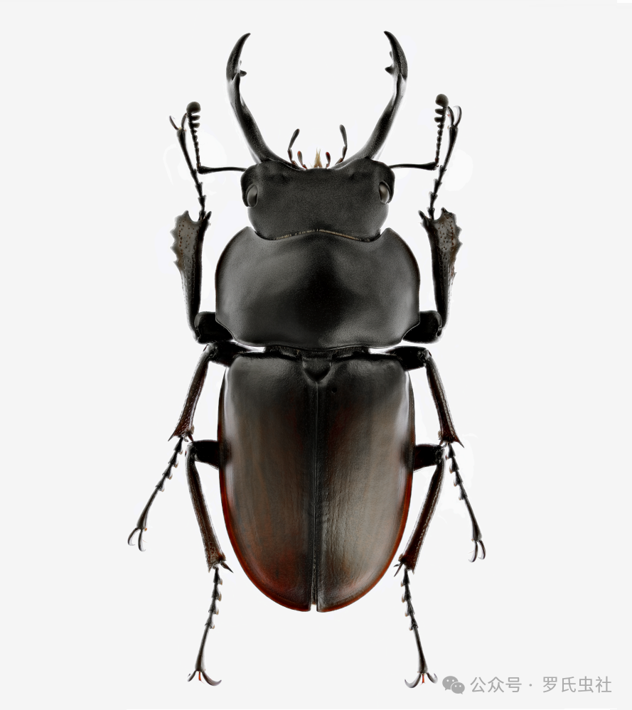 叶茂圆翅锹概况