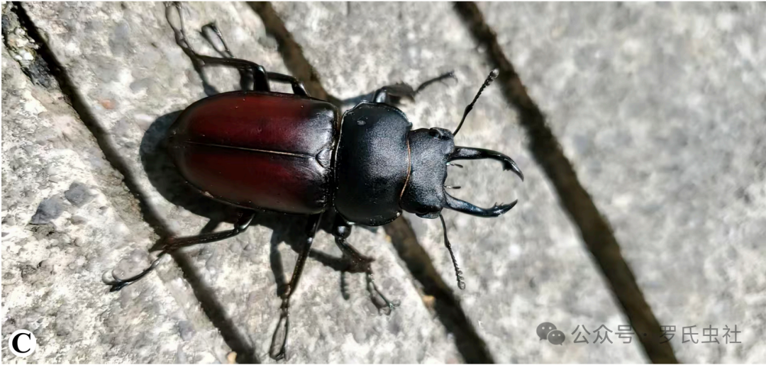 叶茂圆翅锹雌虫（引用自文献）