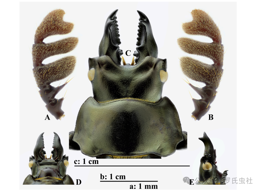 何力鬼锹主要外观特征（引用自文献）