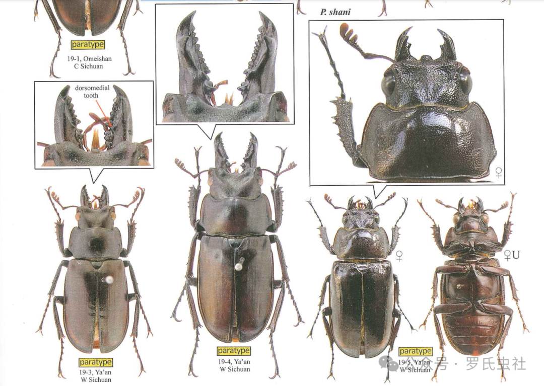 单氏鬼锹（引用自文献：中华锹甲III）