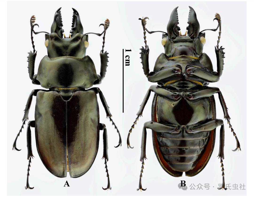 何力鬼锹模式标本（引用自文献）
