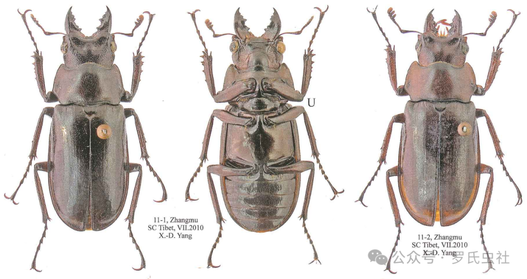 尼泊尔鬼锹（引用自文献：中华锹甲III）