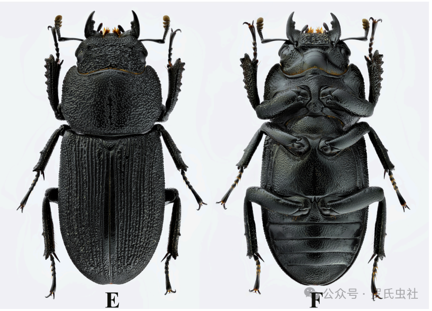 周超大锹雌虫（引用自文献）