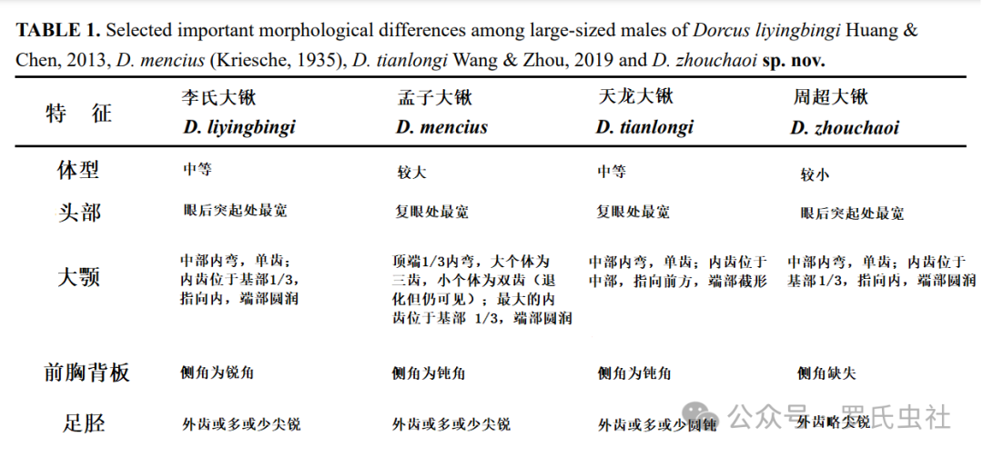 周超大锹雄虫特征对比