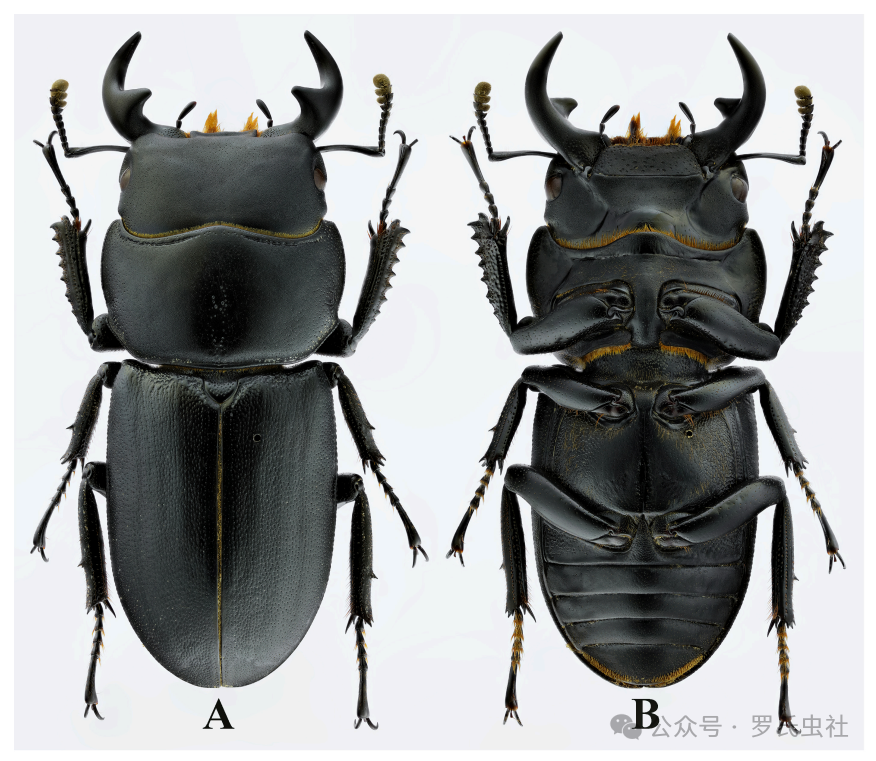 周超大锹正模标本（引用自文献）
