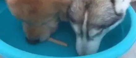 金毛吃不到水里的零食，于是它就叫来了二哈，接下来的一幕，笑死了哈哈哈哈！