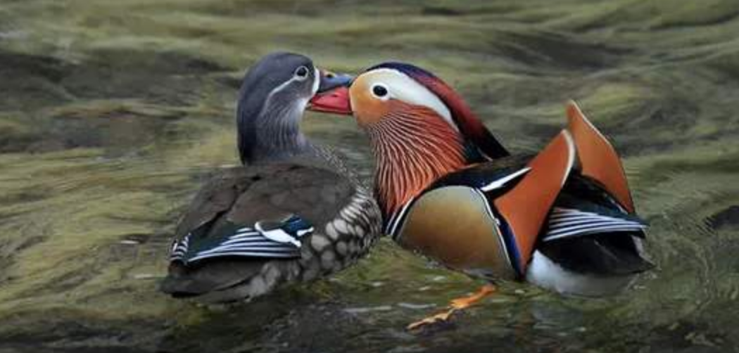 雌雄共生的动物_世间生物雌雄_世间生物雌雄异株图片