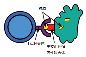 從病毒到免疫， “科學地”揭開新冠病毒的神祕面紗