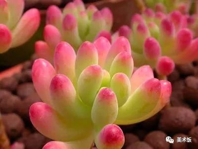  彩铅【多肉植物画法】