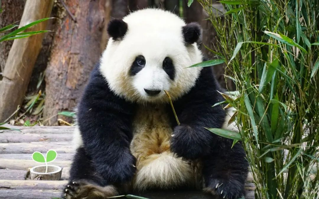 图片[73]｜2024成都春糖最全最强逛展攻略（逛展、美食、旅游、住宿、出行）｜全营销数字服务平台丨榕媒圈