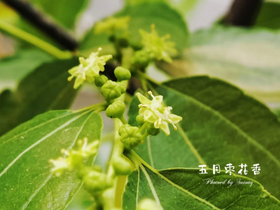 让全部人!原创|五月枣花香作者:文微忍