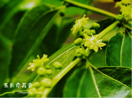 让全部人!原创|五月枣花香作者:文微忍