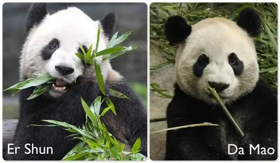 每年租金700万！只租不卖的中国特产，快要把老外逼疯了（组图） - 6