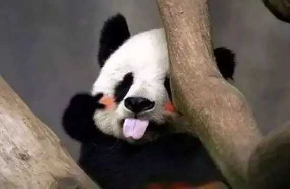 每年租金700万！只租不卖的中国特产，快要把老外逼疯了（组图） - 29