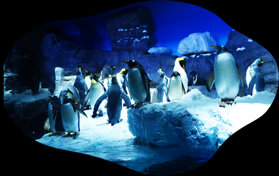 你一定有所耳闻的大阪海游馆，阪阪带你走进环太平洋之旅！