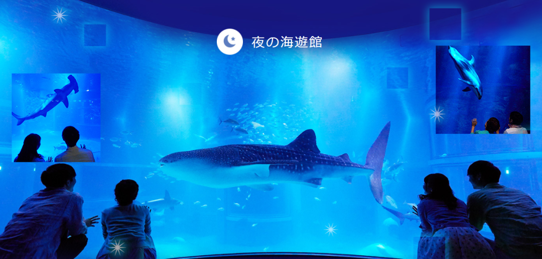 你一定有所耳闻的大阪海游馆，阪阪带你走进环太平洋之旅！