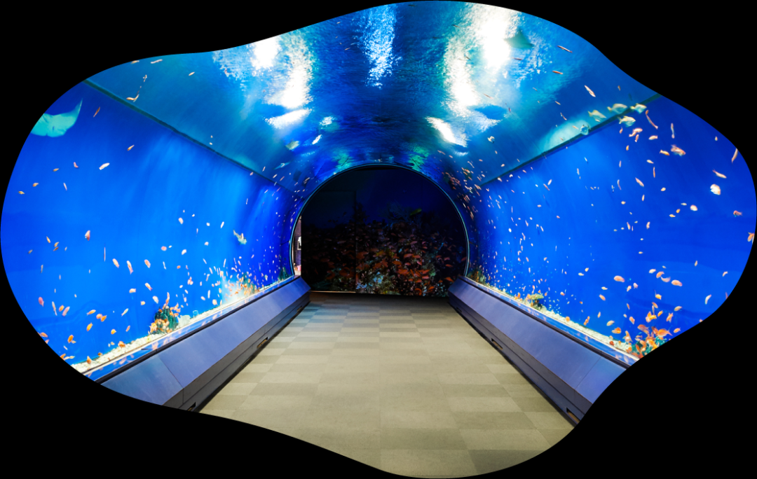 你一定有所耳闻的大阪海游馆，阪阪带你走进环太平洋之旅！