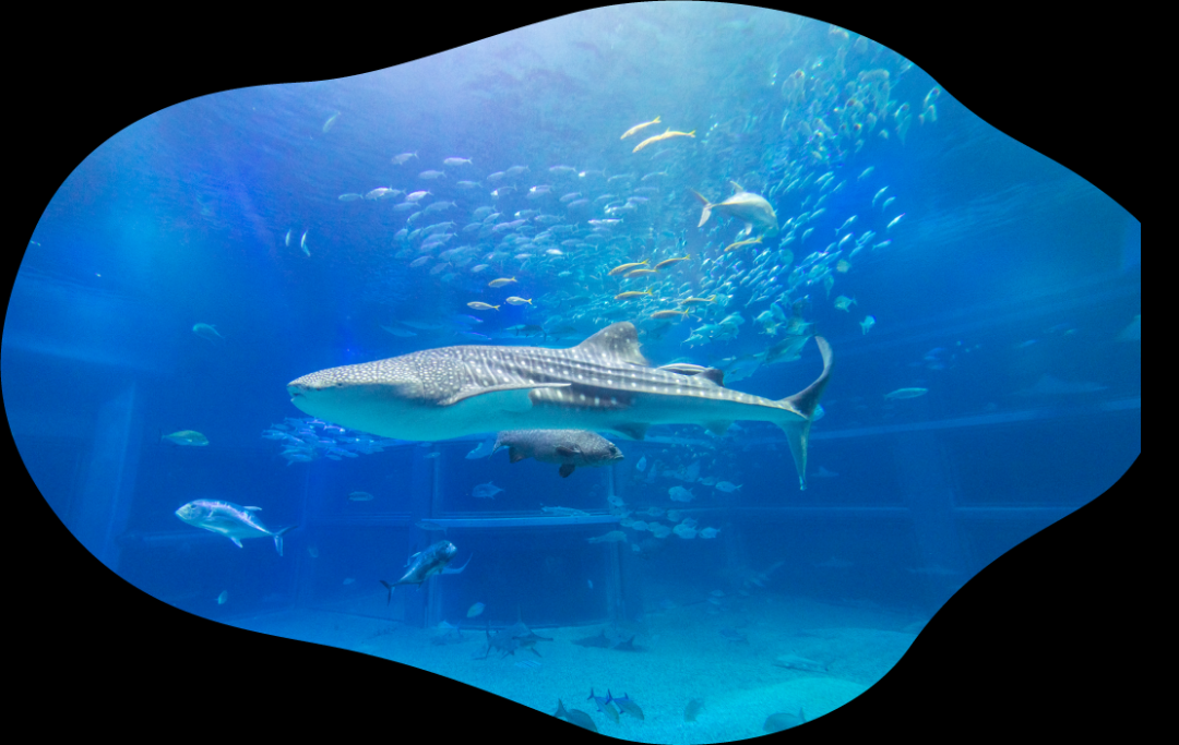 你一定有所耳闻的大阪海游馆，阪阪带你走进环太平洋之旅！