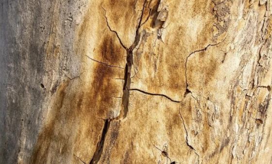 不开裂的“木头”是不存在的，独家揭秘木材开裂原因及解决方案！