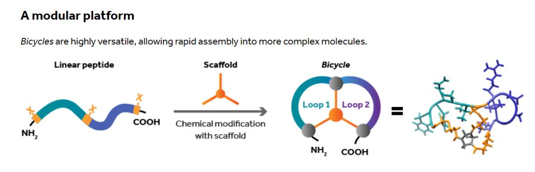 GMP多肽合成公司