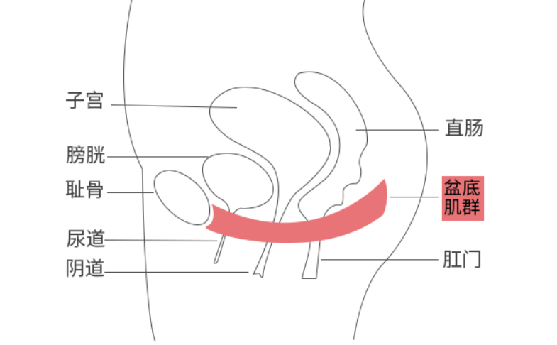 剖腹产妈咪到底要不要做盆底康复？
