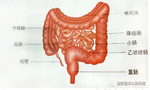 肠道是人体重要的排毒器官,还承担着抵御疾病的重任