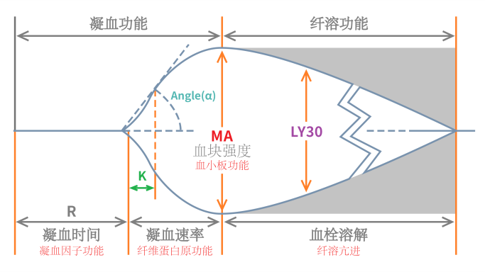 凝血4000怎么办【检验医学20】和“血栓弹力图”相识的一天🤚_https://www.jmylbn.com_新闻资讯_第11张